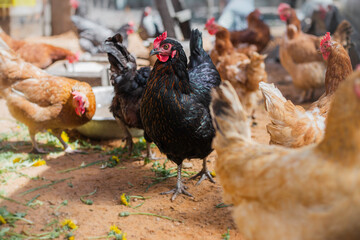 Group of chicken on a farmyard in a village. Reds and gray chickens walking in paddock Hens looking for grains while walking in paddock on farm.