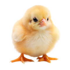 Obraz premium A cute, yellow chick looks curiously at the viewer