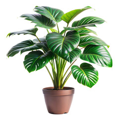 A vibrant Monstera deliciosa thriving in a terracotta pot