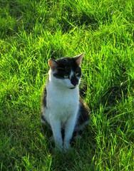 cat on grass