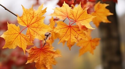 Obraz premium Maple leaves in autumn