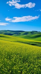Fototapeta premium Green rolling hills with yellow flower field