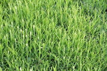 lavande avant floraison