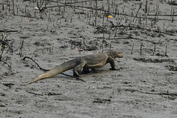 Monitor Lizard in Mangrove forest. This photo was taken in Sundarbans National Park, India.
