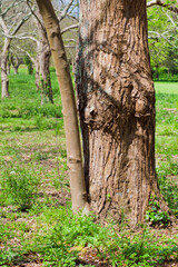 Árbol joven creciendo pegado al tronco de un árbol viejo - obrazy, fototapety, plakaty