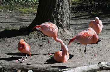 Chilean flamingos in the zoo of Zurich, Switzerland