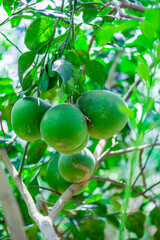 Green pomelo hanging on a branch Fruits with a sweet and sour taste