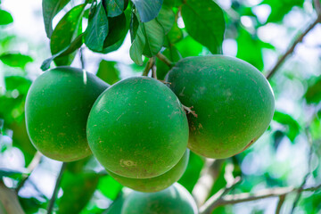 Green pomelo hanging on a branch Fruits with a sweet and sour taste