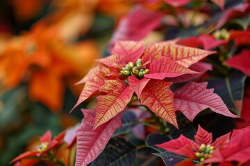 Vibrant Red Poinsettia Blossoms Amidst Lush Foliage