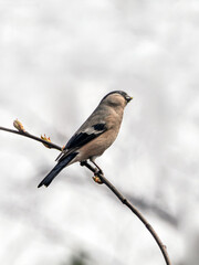 Female of bullfinch in the spring forest. Close-up.