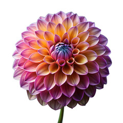 Vibrant Purple and Orange Dahlia in Full Bloom Isolated on Transparent Background