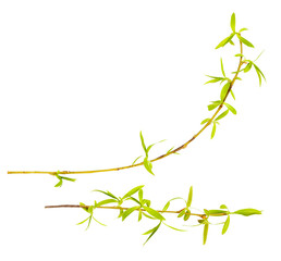 Young spring willow, osier, sallow branch isolated on white. Frame from branch of willow