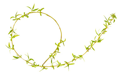 Young spring willow, osier, sallow branch isolated on white. Frame from branch of willow