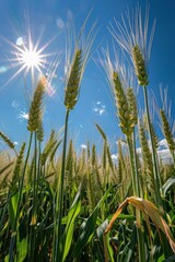 Fototapeta premium Growing wheat with sunlight and blue sky in the morning, Generative AI,