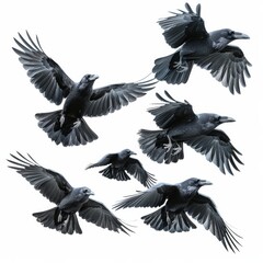 Obraz premium Flying Crow on White Background. Clipping Path