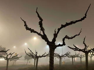 Foggy Night With Tree in Foreground