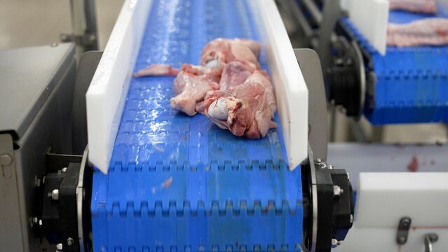 Cut-up chicken carcasses are moving along a poultry factory conveyor at a large poultry meat production plant. Food conveyor belt. Meat on a conveyor belt, meat production.