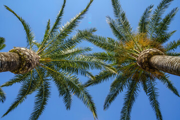 Coconut trees from below view to blue sky © piotrszczepanek