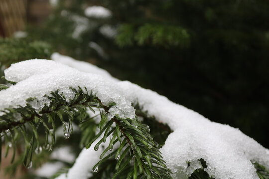 Schnee auf Tannenast