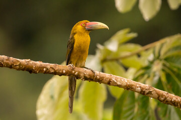 Araçari-banana, ave brasileira, pousado em um galho / Saffron Toucanet, brazilian bird, perched on a branch