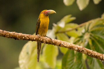 Araçari-banana, ave brasileira, pousado em um galho / Saffron Toucanet, brazilian bird, perched on a branch