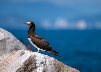 Atobá-pardo, ave marinha, pousada em uma rocha de uma ilha oceânica com uma cidade litoranea ao fundo / Brown booby, seabird, perched on an oceanic island with a coastal city in the background