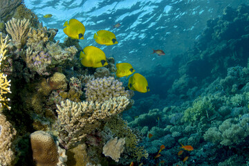 School of yellow butterfly fish swimming on a coral reef under a rippled surface