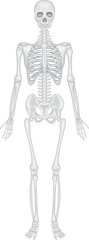 3d rendered illustration of a human skeleton