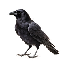 Crow Isolated on Transparent Background