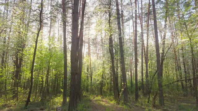 Bottom green forest plants flower nature view tree park morning