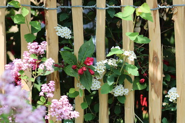 Blüten durch den Zaun