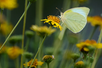 Common emigrant, Catopsilia pomona, pollinating a yellow flower in the Spring in South Texas.