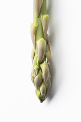 Closeup of the tip of a fresh asparagus spear isolated on a white background. Asparagus (Asparagus...