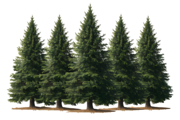 Set of Pinus sylvestris Scotch pine spruce big tall tree isolated png on a transparent background ,AI GENERATED
