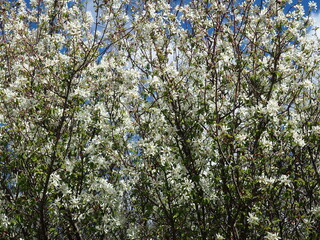 arbusto silvestre de flores blancas en el sendero de llisera, en la sierra del montsant, alvarca, tarragona, cataluña, españa, europa