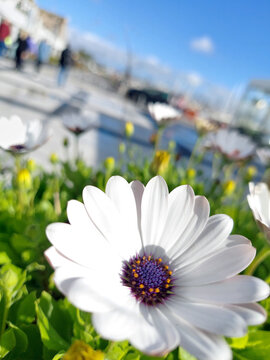 Sunny European Day and a White Cape Daisy Flower