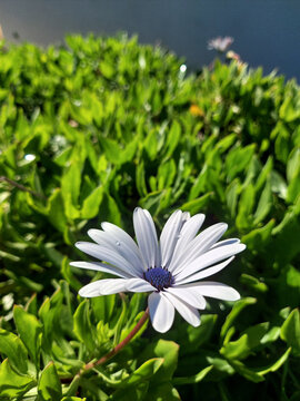 White Cape Daisy Flower Close up and a green background