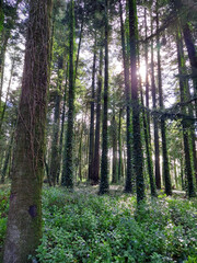 Fototapeta premium Trees with moss in a forest and bright sun shining through branches