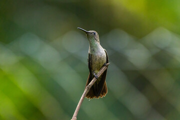 Um beija-flor pousado em um galho na Mata Atlântica, beija-flor-cinza / A hummingbird perched on a branch in the Atlantic Forest, Sombre Hummingbird