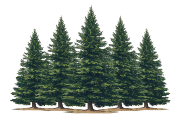 Set of Pinus sylvestris Scotch pine spruce big tall tree isolated png on a transparent background ,AI GENERATED