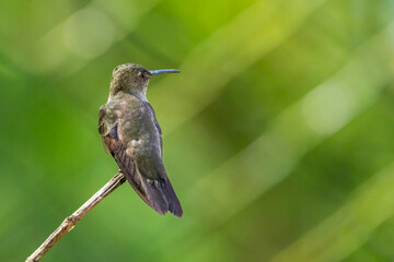 Um beija-flor pousado em um galho na Mata Atlântica, beija-flor-cinza / A hummingbird perched on a branch in the Atlantic Forest, Sombre Hummingbird