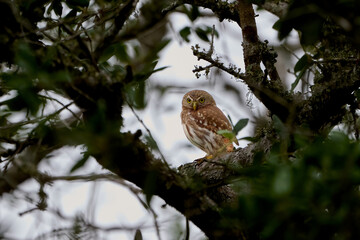 Ferruginous Pygmy Owl, Glaucidium brasilianum, perched on a branch in South Texas.