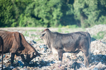 Cow.feed on the waste pile