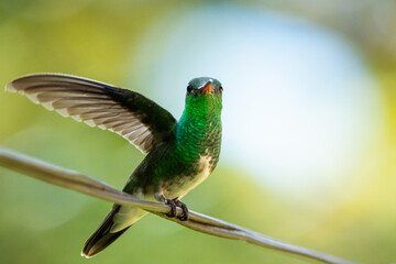 Um beija-flor pousado em um galho na Mata Atlântica, beija-flor-de-banda-branca / A hummingbird perched on a branch in the Atlantic Forest, Versicolored Emerald