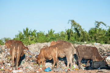 Naklejka premium Cows feed on garbage heaps.
