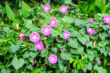 Many delicate vivid pink flowers of morning glory plant in a a garden in a sunny summer garden,...