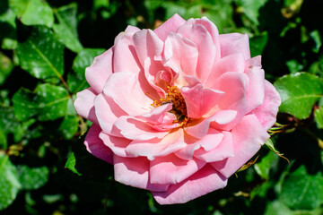 One large and delicate vivid pink rose in full bloom in a summer garden, in direct sunlight, with...