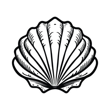 Sea shell outline in sketch style on white background, vector illustration