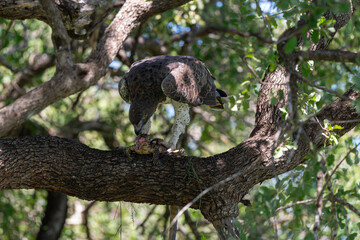 Aigle martial, Polemaetus bellicosus, Martial Eagle, Varan du Nil, Varanus niloticus