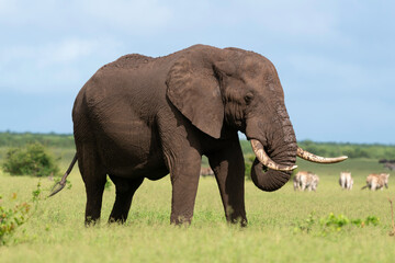 Fototapeta premium Éléphant d'Afrique, Loxodonta africana, Parc national Kruger, Afrique du Sud